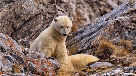 Polar Bears in Svalbard on Behance