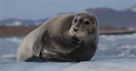 Harp Seal Behavior - AnimalBehaviorCorner