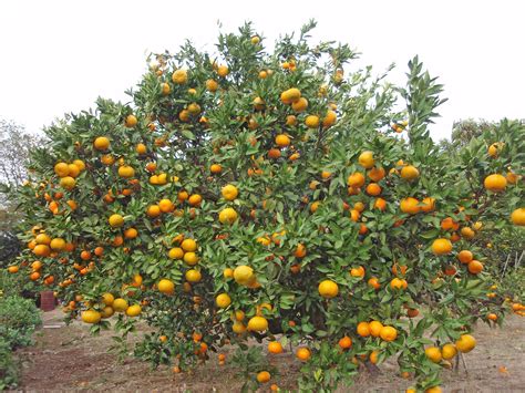 Fruit Trees - Home Gardening Apple, Cherry, Pear, Plum: When Do Satsuma ...