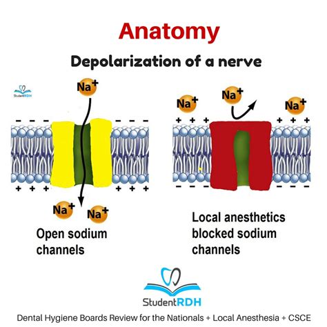 Q: What happens in the depolarization of a nerve? - StudentRDH Blog