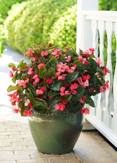 Best Shade Plants for Pots & Shade Container Ideas | Garden Design