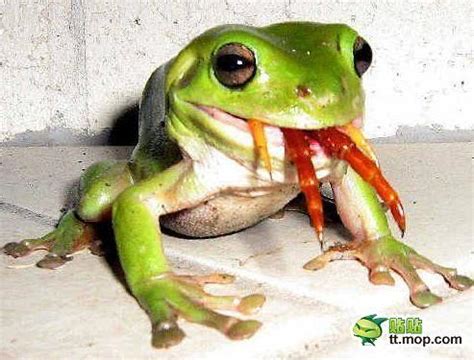 What eats tree frog?. Page 1