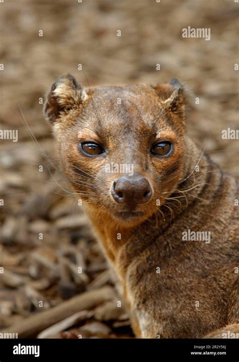 Fossa, fossas (Cryptoprocta ferox), endemic, predators, mammals, animals, fossa adult, close-up ...