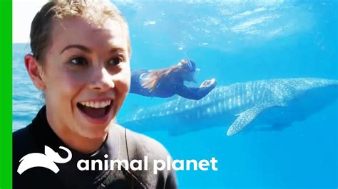 Bindi Swims With A Whale Shark And Names Him After Her Dad! | Crikey ...