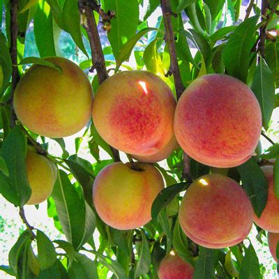 Hale Haven Dwarf Peach Tree | E-Burgess - Seed & Plant Co.