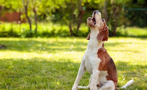 9 Reasons Why Dogs Howl - Canine Campus Dog Daycare & Boarding