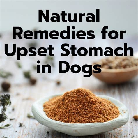 8 Easy Home Remedies for a Dog's Upset Stomach in 2020 | Dog upset stomach, Upset stomach, Dog ...