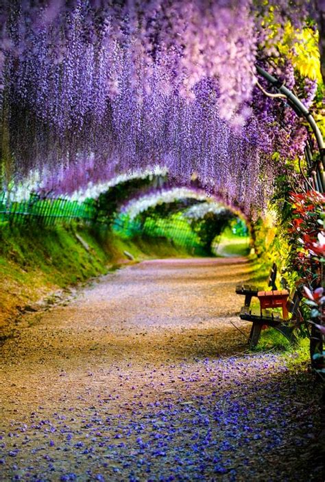 Amaze7: Wisteria flower tunnel, Kawachi Fuji Garden, Kitakyushu, Fukuoka, Japan