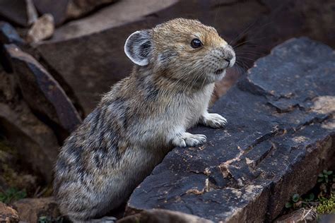 El Herrerillo: American pika (Ochotona princeps)