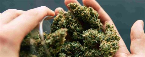 Hybrid Weed: Understanding What It Is | The Health Center