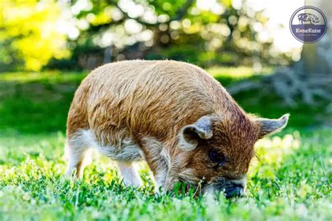 Common Misconceptions about KuneKune Pigs: Facts!