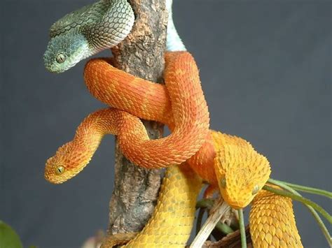 The Variable Bush Viper (Atheris squamigera), a species of arboreal venomous snake found in the ...