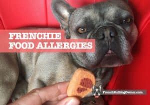 French Bulldog Food Allergies: Symptoms & Common Allergic Foods