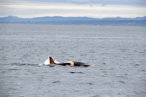 Birth of Female Baby Orca Increases the Population to 76