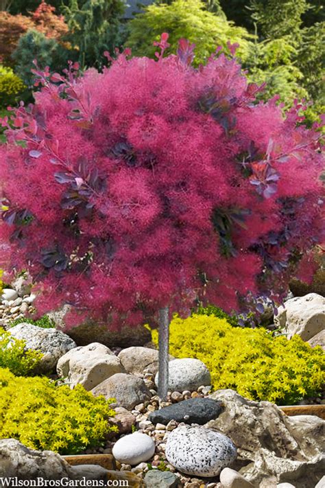 Buy Dusky Maiden Single Trunk Topiary Smoke Tree | FREE SHIPPING | Wilson Bros Gardens | 7 ...