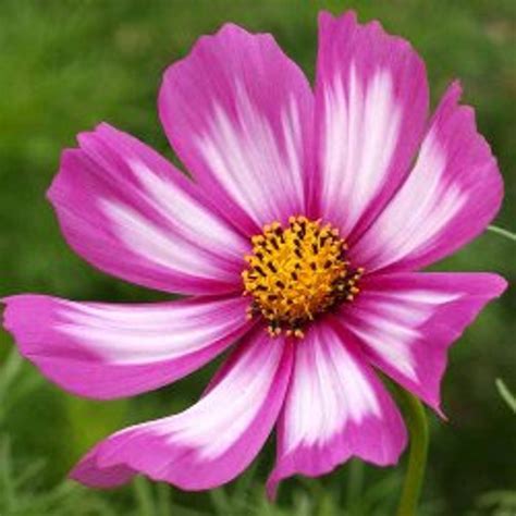 400 Cosmos Seeds, Pink, Purple, Painted, Flower Seeds, Easy to Grow ...