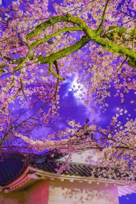 Cherry Blossom Night View of Odawara Castle Stock Photo - Image of ...