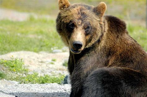 Free picture: brown bear, ursus arctos, big bear