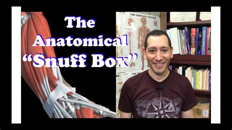 The Anatomical Snuff Box for Human Anatomy and Physiology - YouTube