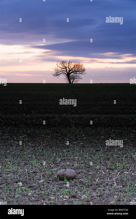 Sunrise tree silhouette Stock Photo - Alamy