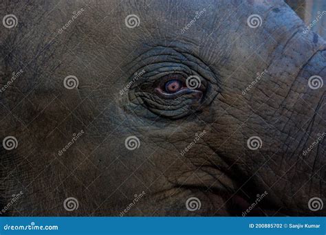 Elephant Eye Close-up in Colour Stock Photo - Image of gray, trunk ...