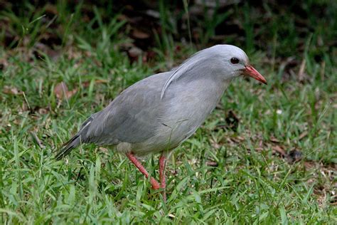 Birding New Caledonia - World Bird Traveler