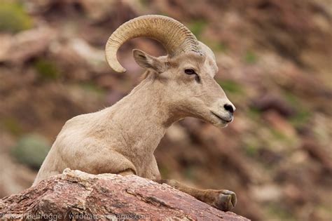 Peninsular Desert Bighorn Sheep | Anza Borrego Desert State Park ...