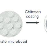 Encapsulation of drug by alginate-chitosan beads [86] | Download Scientific Diagram