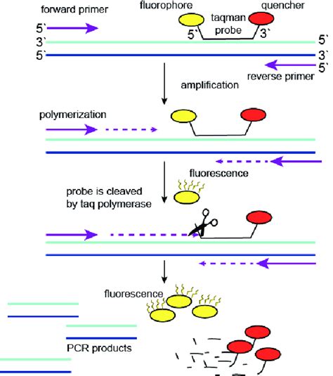 Schematic illustration of the workflow of qPCR with TaqMan probe ...