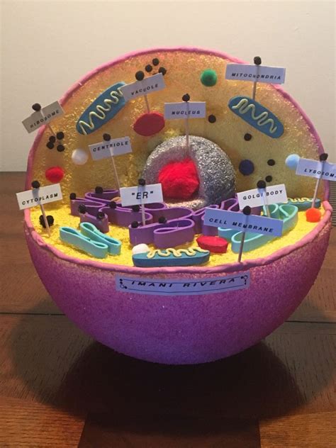 Wow!!! my granddaughter's "Animal Cell" school project . Her grade was A+. You go girl ️ ...