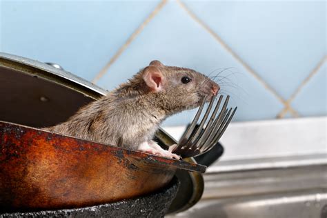 Signs of rat infestations – Cimex Control