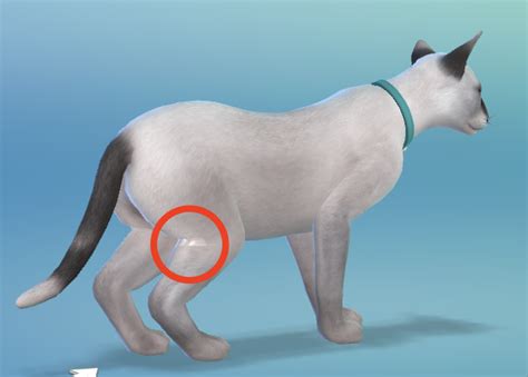 Solved: [FIXED] - Sims 4 glitched pet texture related to collar - Answer HQ