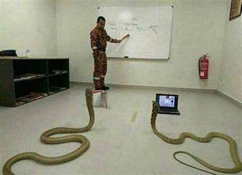 Fresh | Python programming, Snake, Best memes