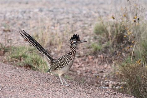 Greater Roadrunner–Bird of the Day – Birding Pictures