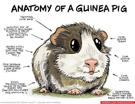 Anatomy of a Guinea Pig : r/guineapigs