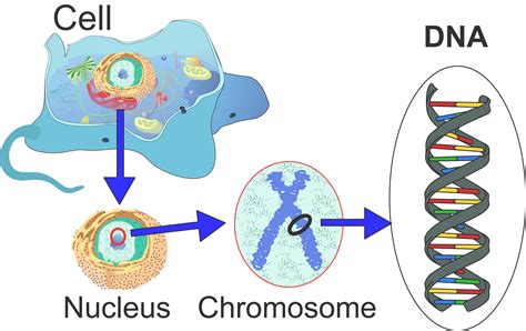 Diagram Of A Cell Labeled With Dna