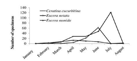 Seasonal changes of the most abundant Apidae species during the study ...