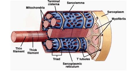 Skeletal Muscle Physiology - Structure & Types Of Muscle Fibers - www.medicoapps.org