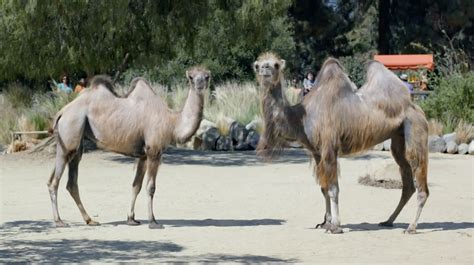 Ad of the Day: It's Hump Day All Over Again in Geico's New Commercial