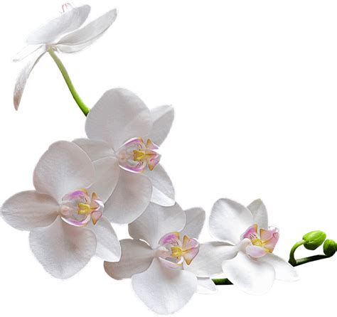 Orchid PNG Image for Free Download