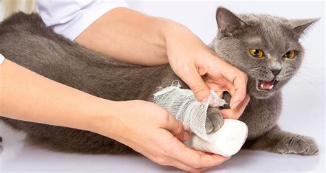 Signs That Could Mean Your Cat Is In Pain - PetlifeCA