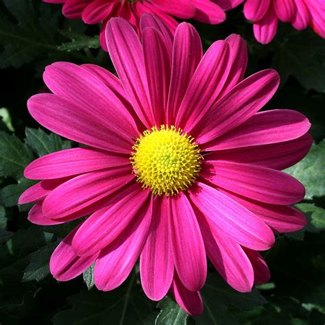 Showing > Pink Gerbera Daisy | Pink gerbera, Pink gerber daisy, Gerbera ...