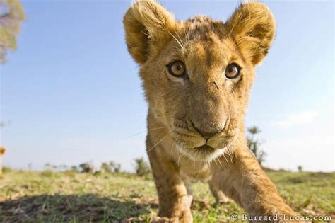 [Wildlife] Amazing, Intimate Shots of Lions In Their Natural Habitat ...