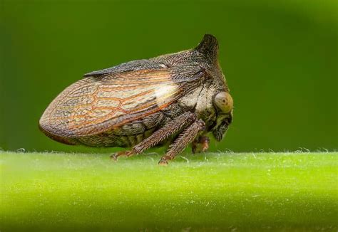 Treehopper Pictures - AZ Animals