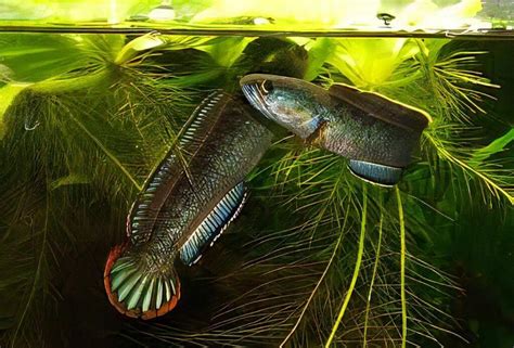 Dwarf Snakehead Channa Gachua 10cm – Sims Tropical Fish | Tropical Fish ...