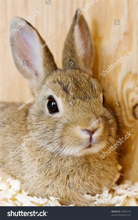 Brown Dwarf Rabbit Cage Stock Photo 16585723 - Shutterstock