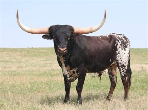 40 Pictures of Bulls with really Big Horns - Tail and Fur