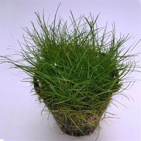 Buy Eleocharis parvula Japanese Live Aquarium Foreground ...