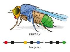 Genetic Control of Body Plans (HOX genes) | Teaching Resources