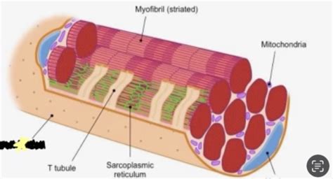 Microscopic muscle fiber Flashcards | Quizlet